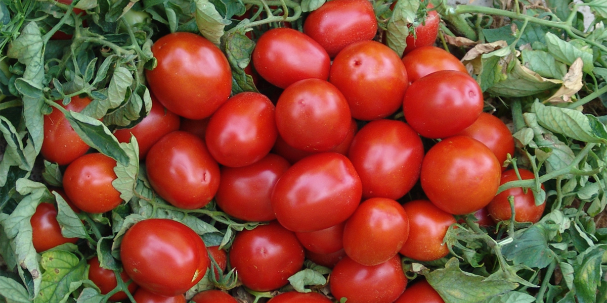Nutrizione del pomodoro da industria: Calciocianamide Perlka® migliora resa e qualità